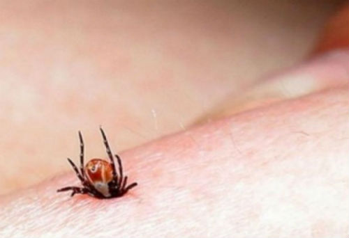 capusa-piele-boala-Lyme