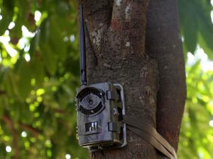 Instaleaza o camera de supraveghere in copac pentru a ii depista pe hoti