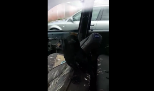 cioara distrus Logan