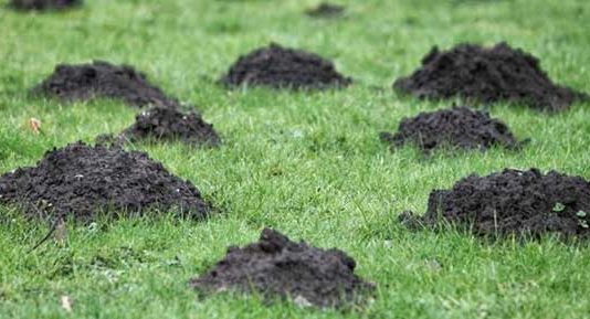 Cum scapam de cartite – solutii ecologice