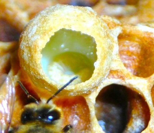 De ce sa alegi laptisor de matca?