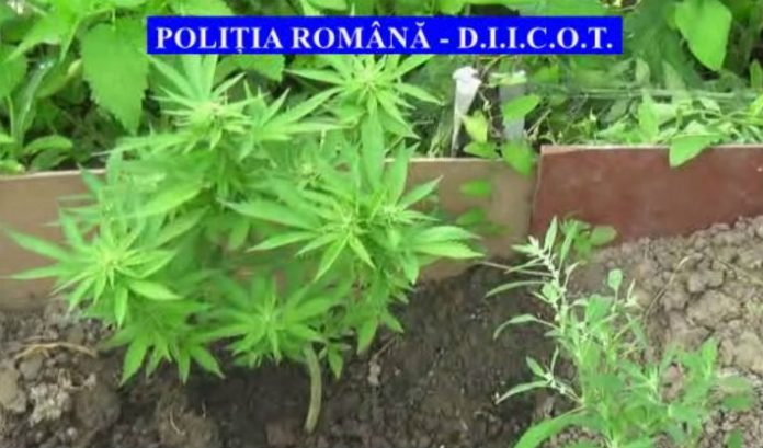 culturi-cannabis-Dambovita.jpg
