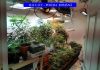 Un dambovitean crestea cannabis in locuinta, la Valea Voievozilor