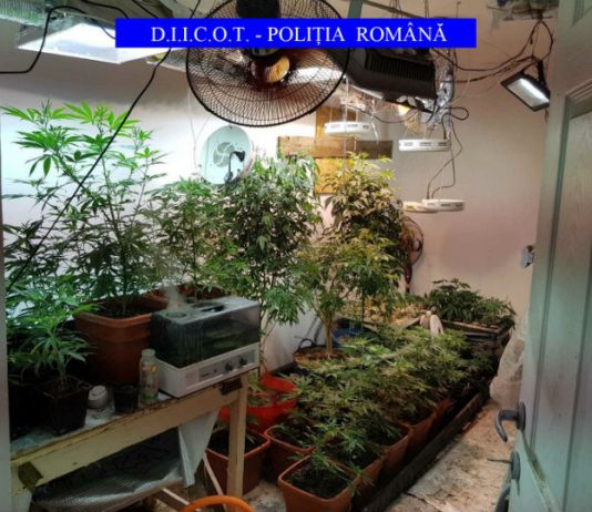 Un dambovitean crestea cannabis in locuinta, la Valea Voievozilor