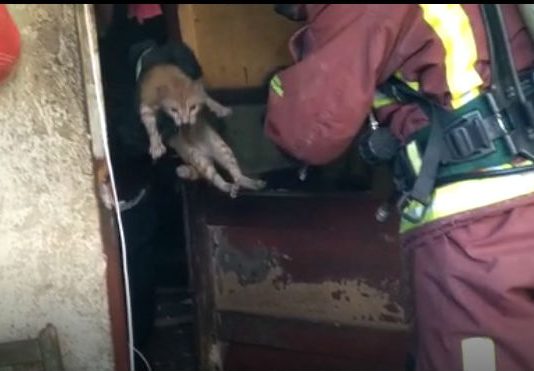 Pompierii prahoveni au salvat 5 pisici si 3 catei dintr-o casa in flacari (VIDEO)