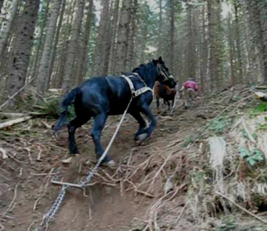 Au vandut arbori taiati ilegal, dar au fost descoperiti si dusi la audieri