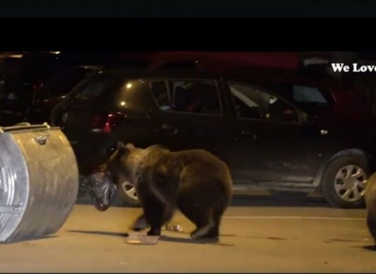 Bine ati venit in orasul ursilor gunoieri! (VIDEO)
