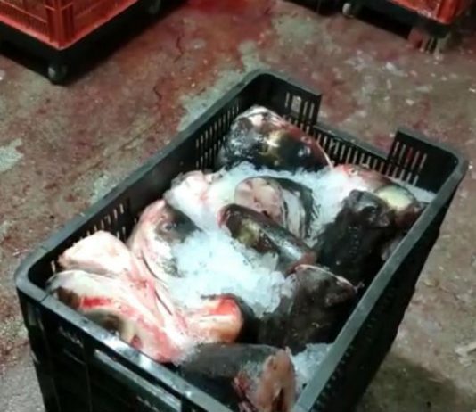 Pestele impropriu consumului era pescuit in fluvii poluate