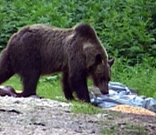 Un turist strain, ranit de urs in Muntii Fagaras
