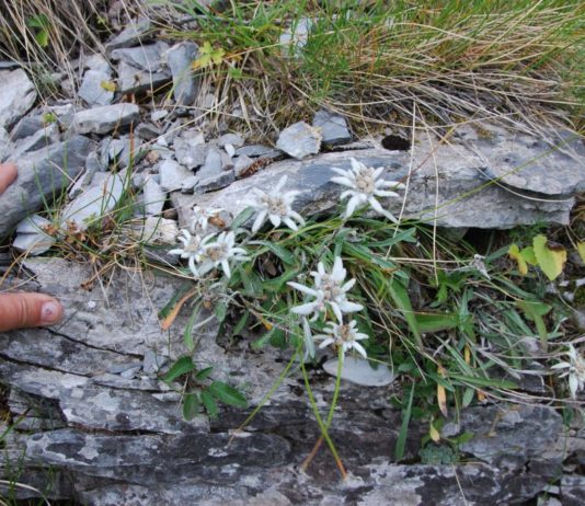 Protejați natura! Floarea de colț este ocrotită prin lege!