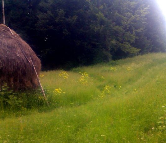 Nebunia cu islazurile din comuna Ceahlău continuă și nimeni nu o rezolvă