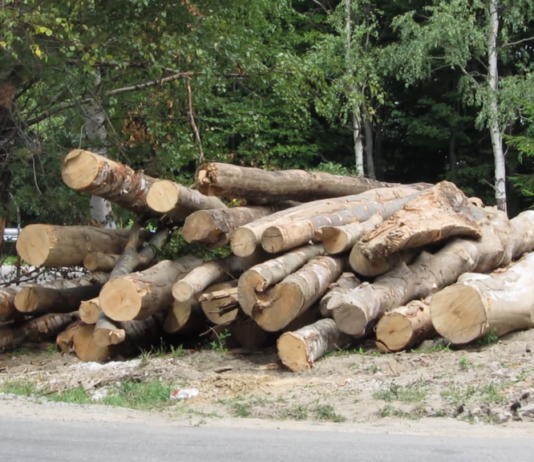 Anunţ privind organizarea licitaţiei intermediare pentru vânzarea de masă lemnoasă pe picior provenită din fond forestier proprietate publica de stat pentru producţia anului 2019 (I)