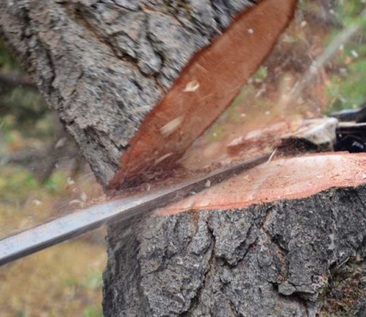 Concurs pentru două posturi de fasonator mecanic în cadrul Ocolul Silvic Pipirig (2)