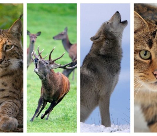 4 octombrie – Ziua Mondială a Animalelor