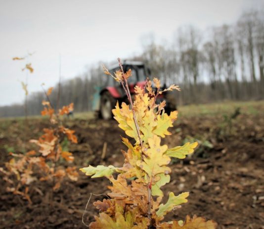 2.000.000.000 de puieți forestieri plantați de Regia Națională a Pădurilor – Romsilva din 1991 până în prezent