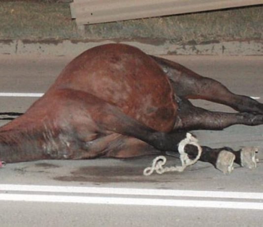Accident rutier provocat de un cal lăsat nesupravegheat, între Gheorgheni şi Joseni