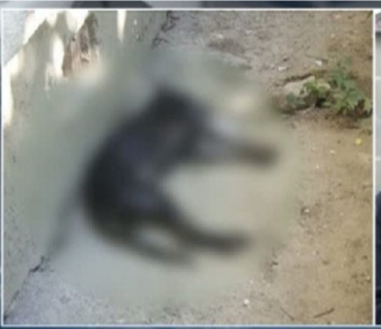 Doi localnici din oraşul Vlăhiţa sunt cercetaţi de poliţişti pentru violare de domiciliu şi uciderea câinelui unei concetăţene