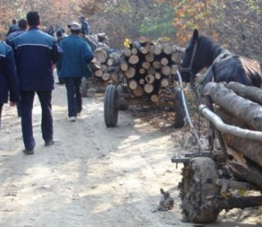 Căruțași prinși cu lemne fără documente, amendați conform legii