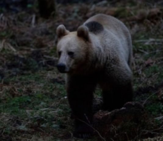 RO-ALERT: a fost semnalată prezența unui urs în Odorheiu Secuiesc
