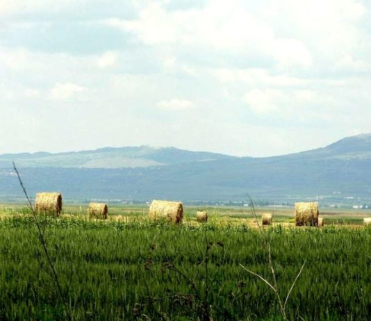 Unii fermieri din Harghita primesc în avans subvențiile de la APIA