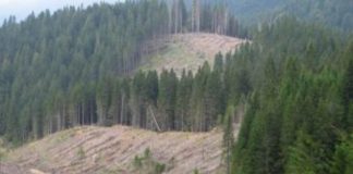 Lupta de la Bruxelles pentru pădurile Europei