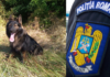 Femeie dispărută din Tarcău, găsită cu ajutorul câinelui polițist TAD