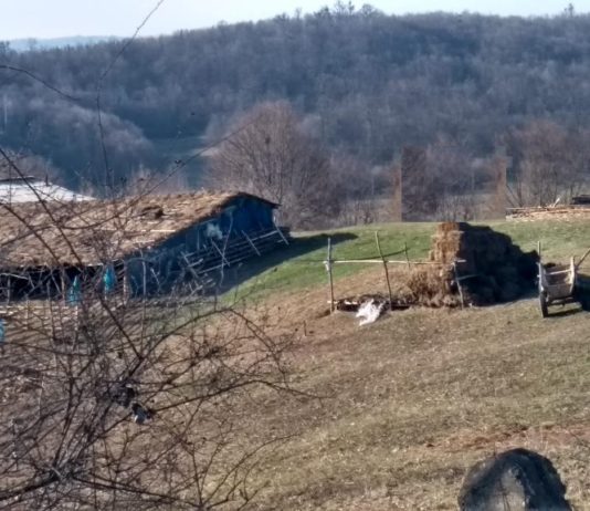 În loc să meargă la școală, a mers la stână. Părinții au dat-o dispărută
