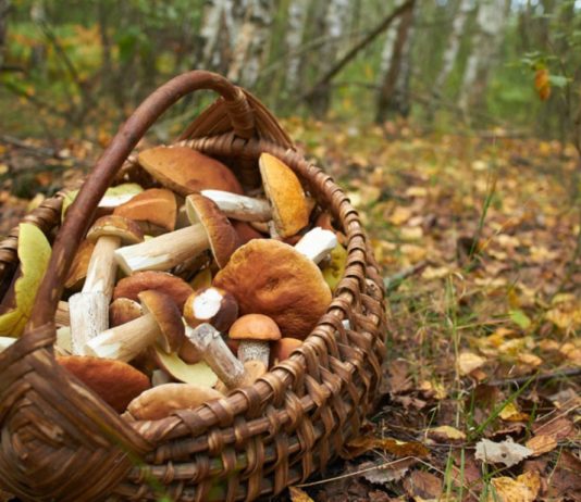 Alertă maximă a poliţiştilor pentru găsirea unui minor, dat dispărut într-o pădure din zona Borsec, unde a plecat la cules de ciuperci