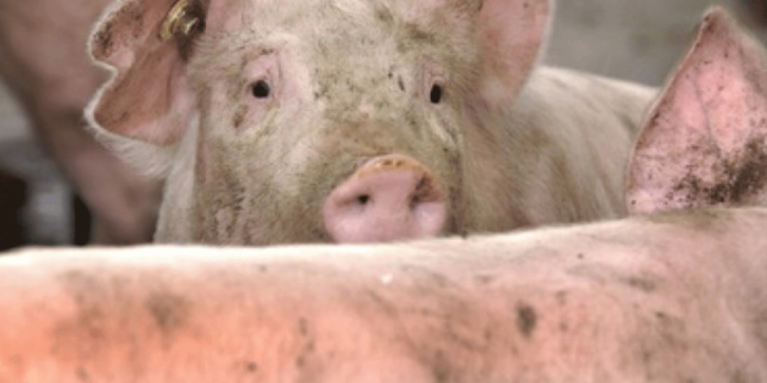peste-porcina-1024x512.png