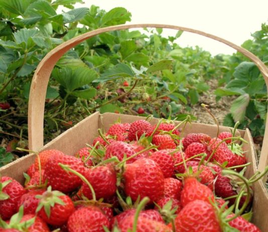AJOFM Harghita: 900 de locuri de muncă la recoltat fructe în Spania
