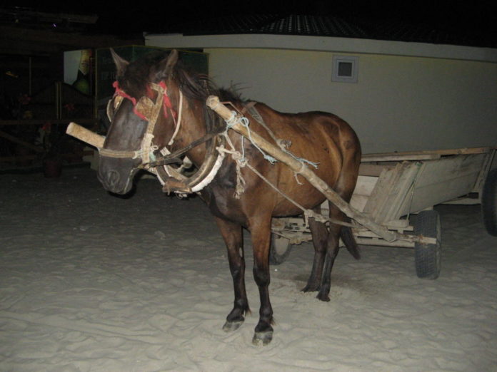 cal-caruta-1024x768.jpg