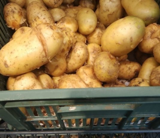 Cartofi mai ieftini în Harghita față de anul trecut