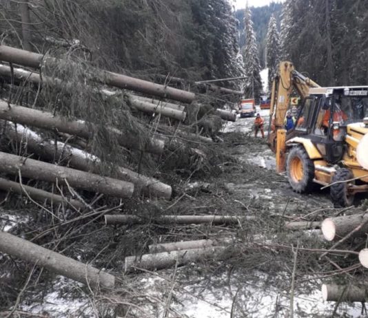 Un milion de metri cubi de copaci puşi la pământ de furtună în judeţele Harghita şi Mureş