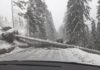 Copac căzut peste cabina unui TIR, între Toplița și Bilbor. Șoferul este în stare de inconștiență