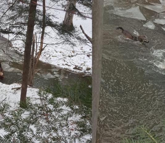 Foto. Atacul lupului
