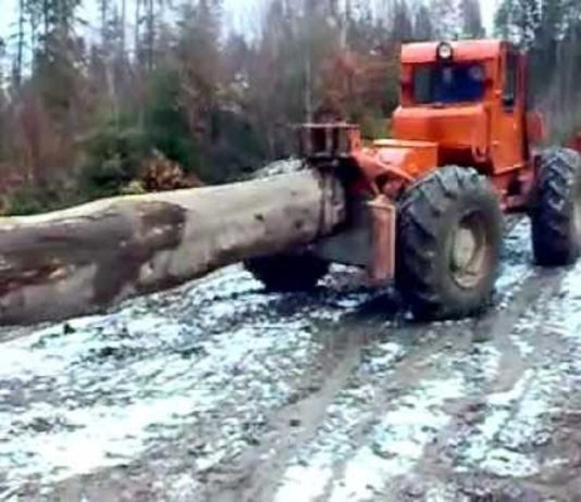 Bărbat de 47 de ani, din Gheorgheni, cercetat pentru săvârșirea unor infracțiuni silvice