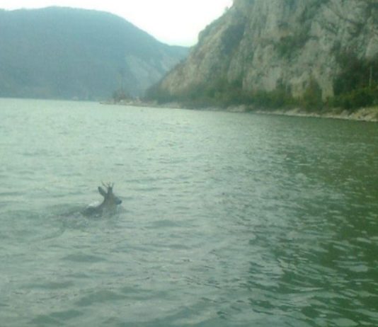 Poza zilei/”Cerb migrant” trece Dunarea inot …pe la Gaura cu Musca