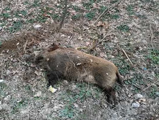 Zeci de noi focare de pesta porcina in Prahova, Dambovita si Buzau