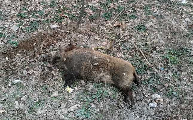 mistreti-morti-pesta-porcina-Prahova.jpg