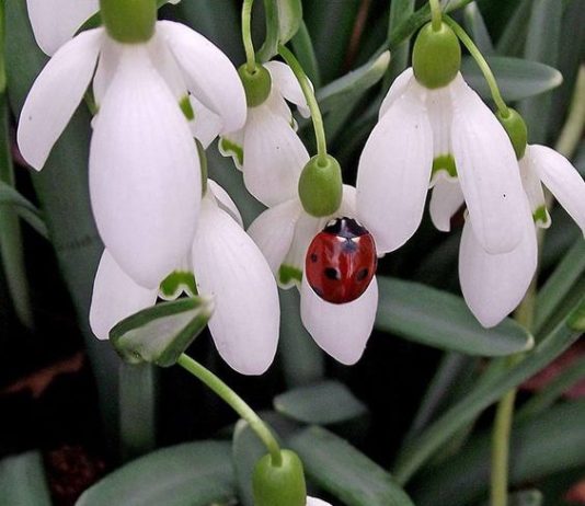 Un martisor virtual doar pentru voi si toate urarile noastre de bine! La multi ani!