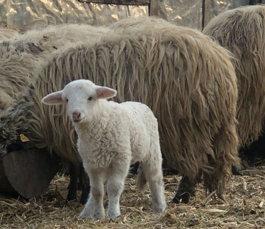 In contextul crizei provocate de coronavirus – Ziarul Incisiv de Prahova sprijina producatorii autohtoni si consumatorii/Cumparati produse romanesti – livrari la domiciliu