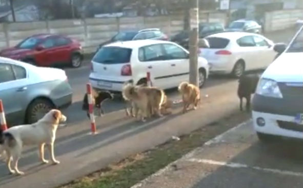 Caini-vagabonzi-in-cartierul-Malu-Rosu-din-Ploiesti.jpg