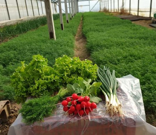 Livrare la domiciliu/Ridichii, ceapă verde, salată, mărar si usturoi