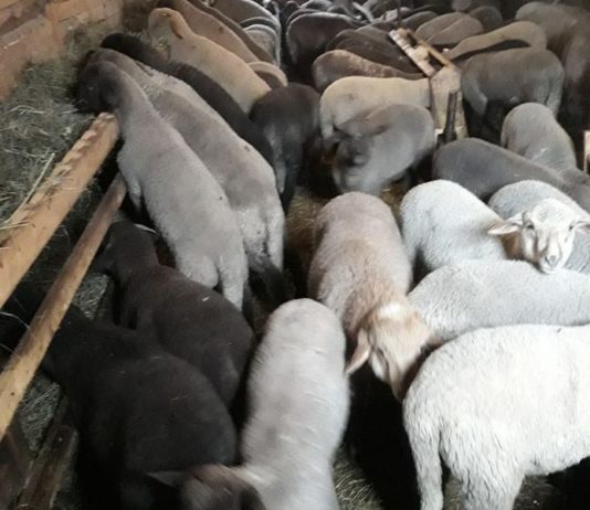 Livrare la domiciliu pe ruta Starchiojd -Vãlenii de Munte-Ploiesti/Brânza proaspãtã de vacã, caş dulce de vacã, brânzã de oaie, pastramã de oaie, miel carcasã, miel viu, lapte dulce(proaspat) de vacã si lapte prins