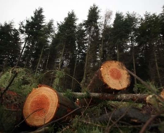 Ecologiștii cer condiții obligatorii de replantare după anunțul efectuat de MMAP în care firmele mici de exploatări forestiere vor fi sprijinte financiar