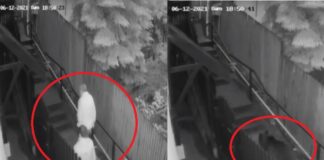 Urs filmat pe o straduta din Sinaia, la cateva secunde in spatele unor oameni (VIDEO)