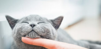 Vaccinarea – la fel de importanta si la oameni, si la animale