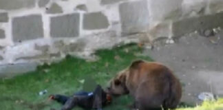 Un cioban din Prahova a fost atacat de urs si a scapat cu viata datorita cainilor