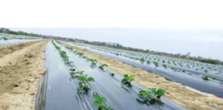 Folia de mulcire – Ce este? La ce se foloseste? De cate tipuri este?