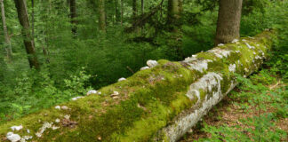 Judetul Prahova s-a imbogatit cu inca 396 hectare de paduri virgine